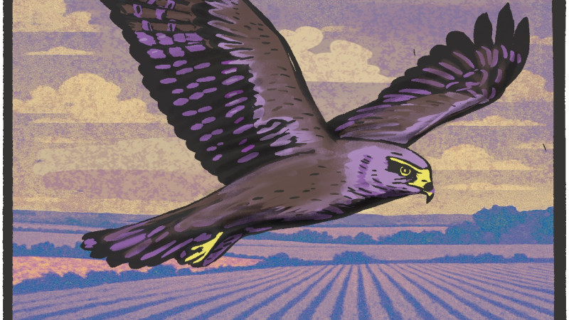 The Harrier Flies - AI generated brand music